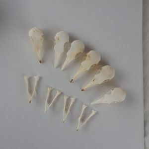 Pigeon Skull (Single) for LittleGothic